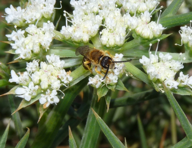 Halictus quadricinctus M (Apidae Halictinae)